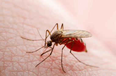 Febre amarela no Brasil: OPAS emite alerta epidemiológico